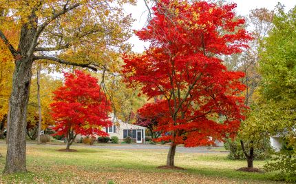 What Trees Look Prettiest in Fall?