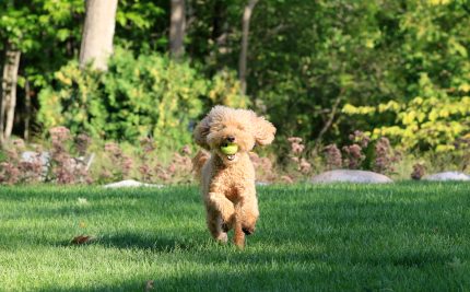 How Do I Make My Landscaping Pet-Friendly?